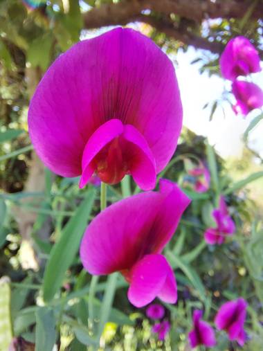 Apasnau75 en Hamelin: Flora  (Algarrobo), Lathyrus tingitanus, 💜