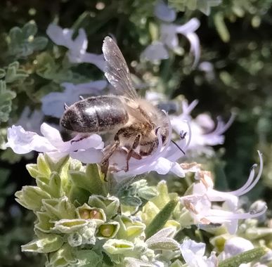 Solerantonio2 en Hamelin: Fauna  (Almería), Insecto