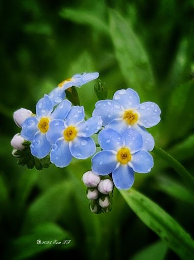Eva.160968 en Hamelin: Flora  (Jette), Myosotis scorpioides, #flora 