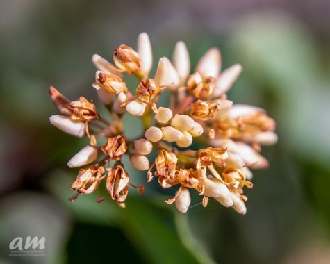 Martinezantonio.correo en Hamelin: Flora  (Madrid), #plantas 