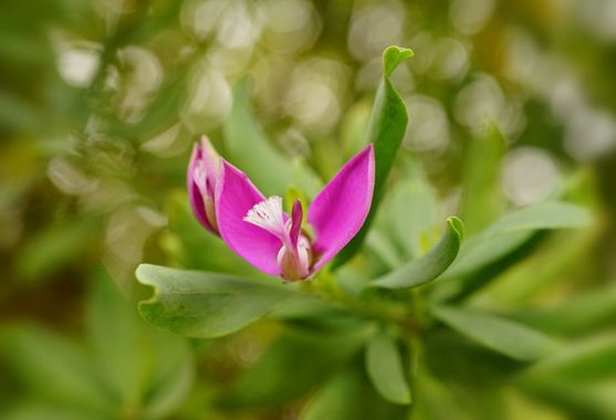 rqsalcedo en Hamelin: Flora  (Arafo), Polygala myrtifolia, #flora22 