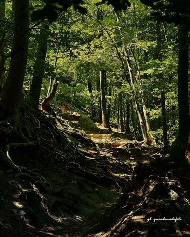 qb quimbonada foto en Hamelin: Flora, #bosque 