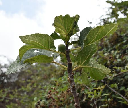 Solerantonio2 en Hamelin: Flora  (Gérgal), Ficus carica, Higuera