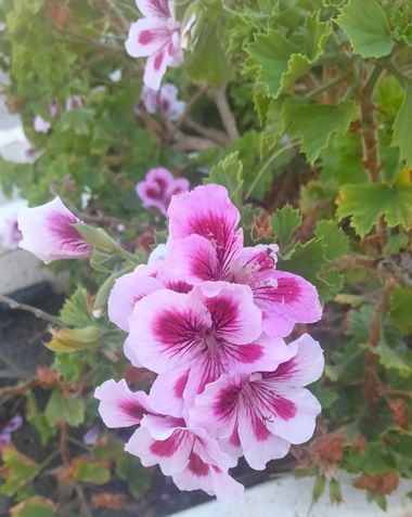 Solerantonio2 en Hamelin: Flora  (Avenida del Mediterráneo), Planta