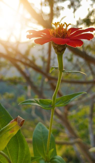 Michael_vinasco en Hamelin: Flora  (Ansermanuevo), #flora 