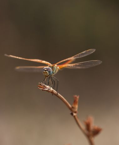 Eritz.cortazar en Hamelin: Fauna  (Carrer del Consolat de Mar), (Sympetrum fonscolombii Selys,1840)

Se trata de un ejemplar  hembra de esta especie de lib...