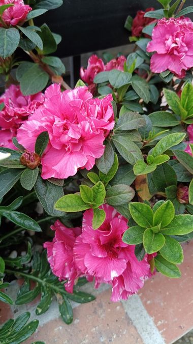 Lopezisazalorena en Hamelin: Flora, #biflora