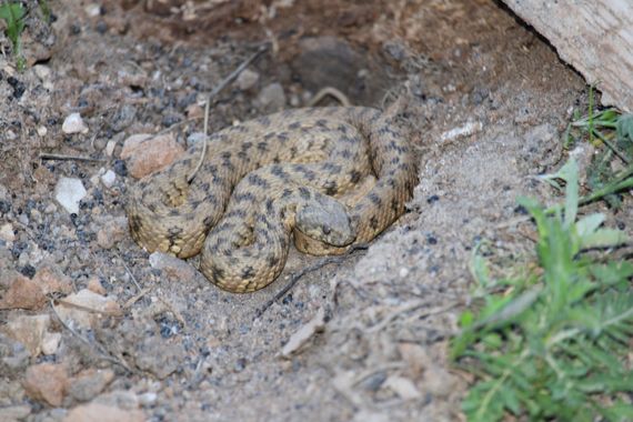 Xiriargui en Hamelin: Fauna  (Arguisuelas), Natrix maura
