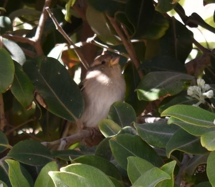 Solerantonio2 en Hamelin: Fauna  (Almería), Passer domesticus (Linnaeus, 1758), Gorrion