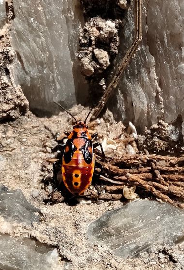 Solerantonio2 en Hamelin: Fauna  (Sorbas), Insecto