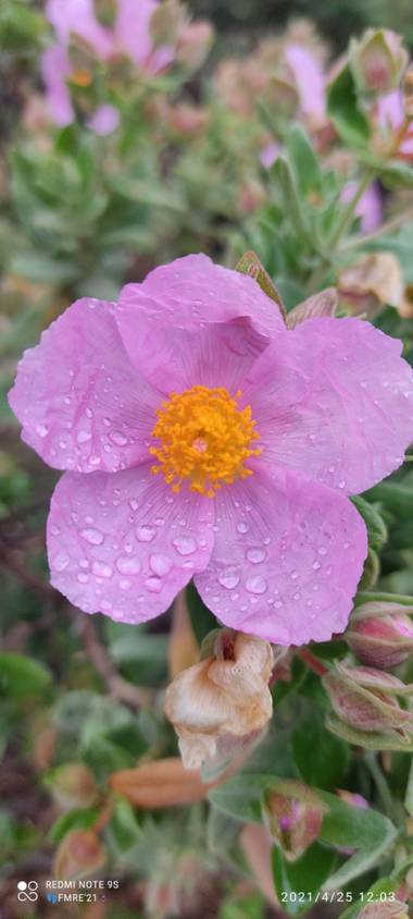 Paco  Requena en Hamelin: Flora  (San Agustín del Guadalix), Cistus albidus, Fotografía en una senda por San Agustín de Guadalix...#flora21