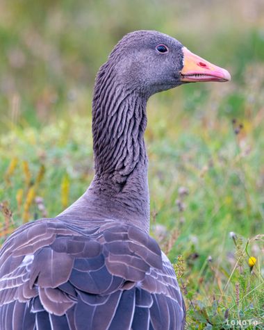 Ignoto en Hamelin: Fauna  (Reikiavik), Anser anser (Linnaeus, 1758)