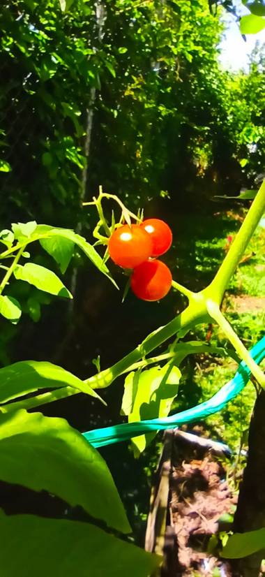 pastoressd en Hamelin: Flora  (Rivera), Frutos en Riverita - Huila, Colombia