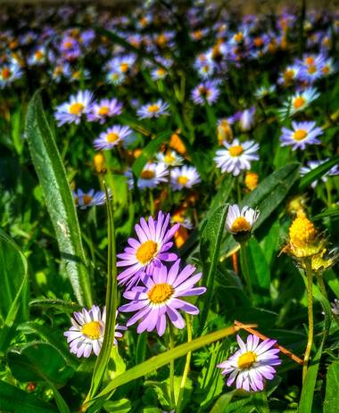 solecanale en Hamelin: Flora  (Artà), Aster alpinus, #flor #silvestre #mallorca