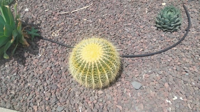 Solerantonio2 en Hamelin: Flora  (Ventanicas-El Cantal), Planta