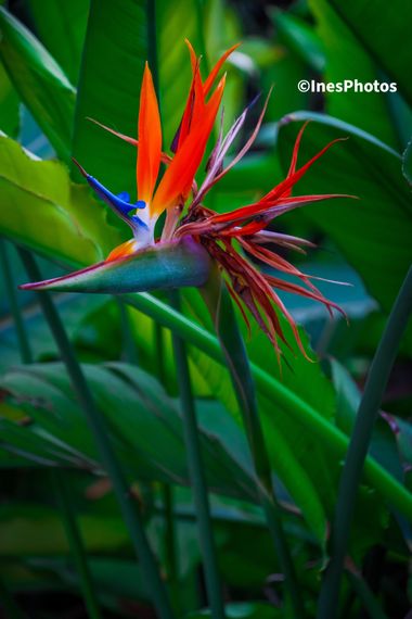 inesoncetrece en Hamelin: Flora, Strelitzia reginae