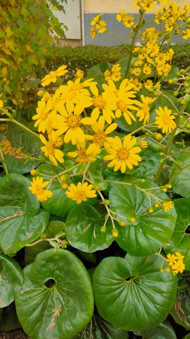 Solerantonio2 en Hamelin: Flora  (Calle Poeta Paco Aquino), Farfugium japonicum, Planta