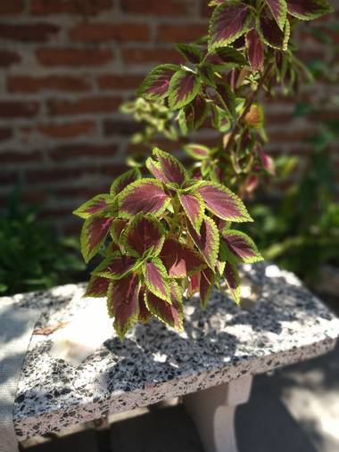 constanzaolivello en Hamelin: Flora  (Resistencia), Plectranthus scutellarioides, #plant 
