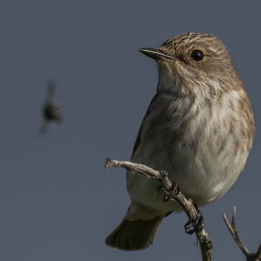 Aitor_gil en Hamelin: Fauna  (Teguise), Muscicapa striata (Pallas, 1764), Migratorio transahariano. La alimentación del papamoscas gris, lo convierte en un...