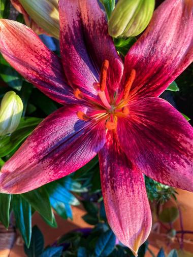 Juanih.espi en Hamelin: Flora  (Murcia), Lilium bulbiferum, Lilium granate 😍