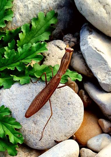 Henore en Hamelin: Fauna  (Morella)