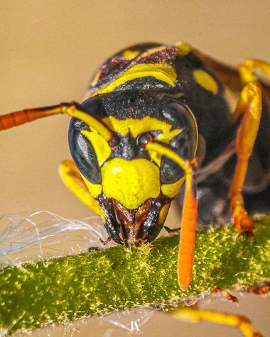 Jose Alza Dsn en Hamelin: Fauna  (l'Ametlla de Mar), Enseñando sus espectaculares mandíbulas.

#macro #closeup #animal #insecto #avispa #wasp #fauna #natur...