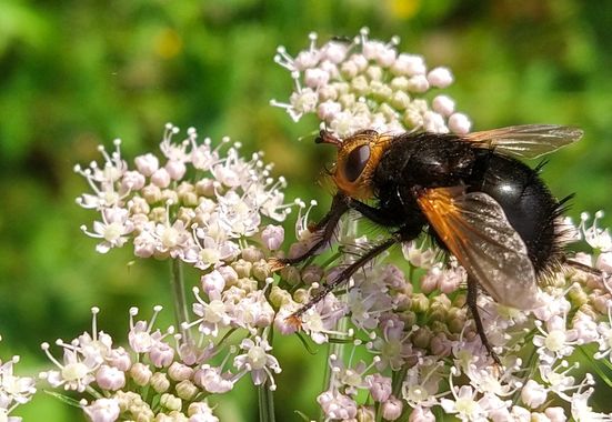 Eritz.cortazar en Hamelin: Fauna  (Bilbao), Mosca erizo

Tachina grossa es una mosca, como su nombre indica, grande y voluminosa, de unos 20 mm, la mayor e...