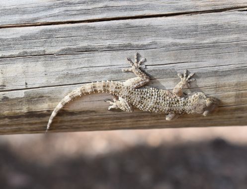 Solerantonio2 en Hamelin: Fauna  (Íllar), Reptil