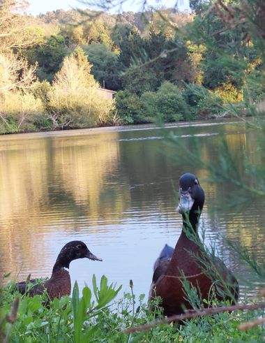 Mpinfante en Hamelin: Paisaje, # Patos en la laguna al atardecer ✨️