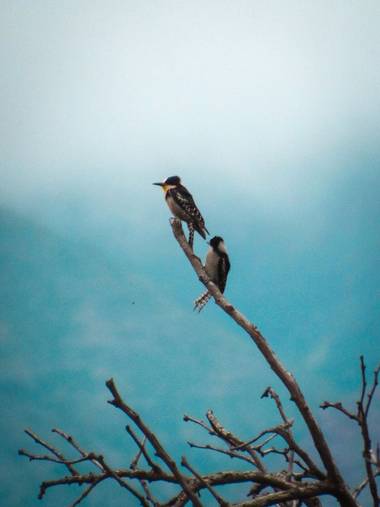 Pikeriel en Hamelin: Fauna, Melanerpes cactorum (Orbigny, 1840), #ave #pájaro #pajaros #aves