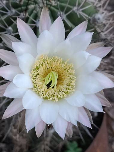 silviocociglio en Hamelin: Flora  (Santa María), Flor blanca