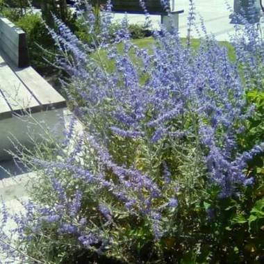 Alquimia Natural en Hamelin: Flora  (Santander), Perovskia atriplicifolia, Lavanda 😍