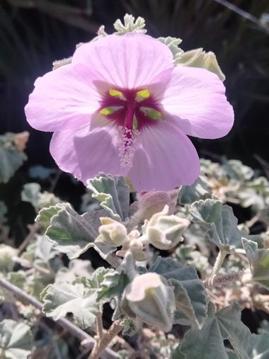Solerantonio2 en Hamelin: Flora  (Níjar), Malva subovata, Planta