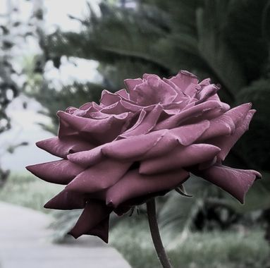 Jonathanmartinbedia0007 en Hamelin: Flora  (Mutxamel)