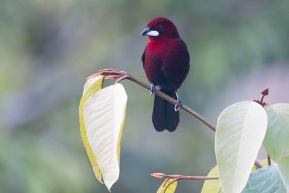 jhonathanmiranda1 en Hamelin: Fauna  (Bejuma), Ramphocelus carbo (Pallas, 1764), Un Pico de Plata posando

#aves21 #avesdevenezuela #birdsofvenezuela 