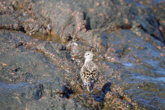 Doro en Hamelin: Fauna  (Maldonado), Calidris fuscicollis (Vieillot, 1819)