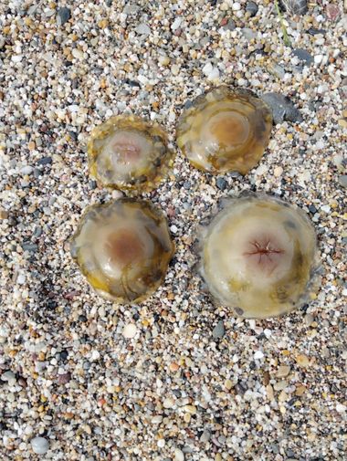 Solerantonio2 en Hamelin: Fauna  (La Marina), Medusas