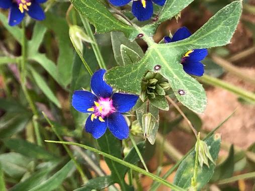 Naturalezadebarrio en Hamelin: Flora  (Calafell), Azul y violeta #polinizacion#naturalezadebarrio#flores#insectosenpeligrodeextincion#encadaventanaunaflor@...
