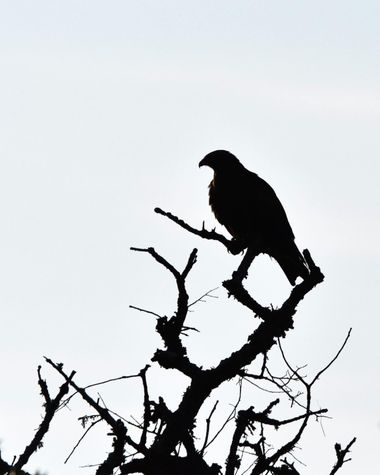 Estefanía.A.F. en Hamelin: Fauna  (Sta. María de Guía de G.C.), #fauna #aves #hamelin #naturaleza #wildlife 