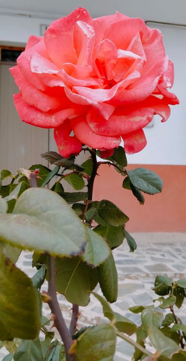Solerantonio2 en Hamelin: Flora  (Almería), Rosas de jardin