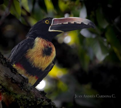 juanandrescardona01 en Hamelin: Fauna  (Gómez Plata), Pteroglossus torquatus (J.F.Gmelin, 1788), Tucán pichí collarejo: Especie de tucán residente de Améri...