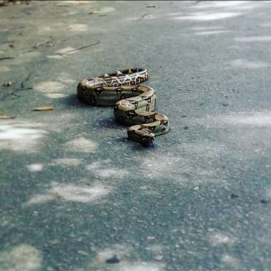crgomeza1 en Hamelin: Fauna  (San Carlos), @constrictor