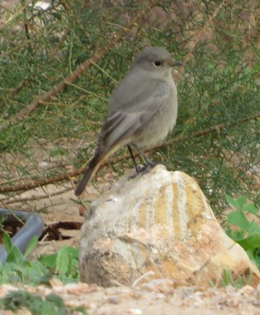 Solerantonio2 en Hamelin: Fauna  (Níjar), Phoenicurus ochruros (S.G.Gmelin, 1774), Colirojo tizon