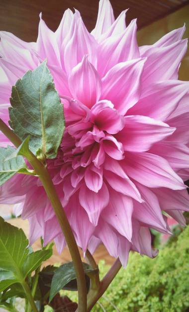 lywcava en Hamelin: Flora, Dahlia pinnata