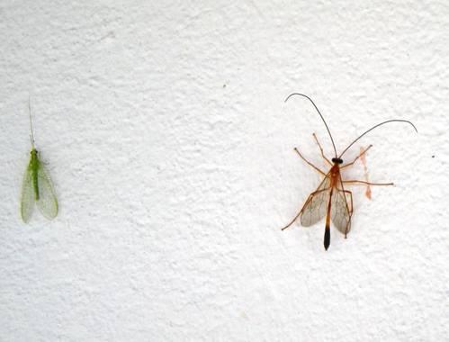 KDias en Hamelin: Fauna, Bichos en en campo. Bahia. Brasil.