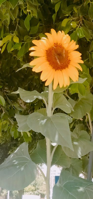 Solerantonio2 en Hamelin: Flora  (Calle Santiago), Girasol gigante