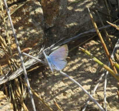 Solerantonio2 en Hamelin: Fauna  (Níjar), Insecto