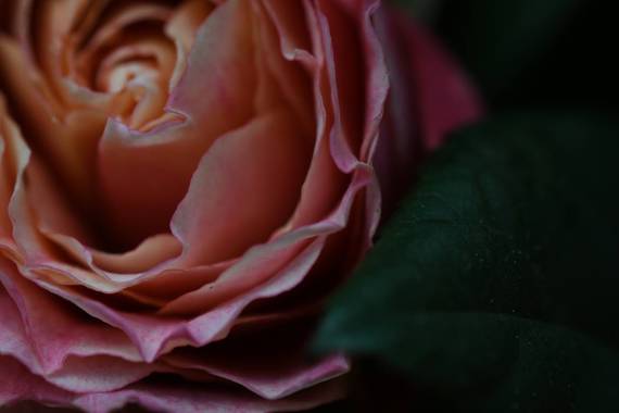 Claudiocarles en Hamelin: Flora  (Majadahonda), #Flora21