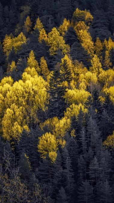Wildwood en Hamelin: Paisaje  (La Vall de Boí), #landscape #landscapephotography #0toño 