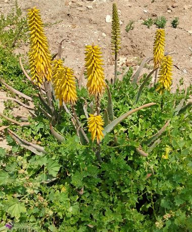 Solerantonio2 en Hamelin: Flora  (Calle Sereno), Aloe vera, Planta de aloe vera